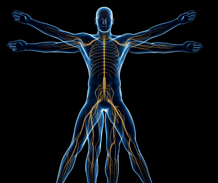 fascia
